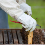 north corner haven beekeeper bill